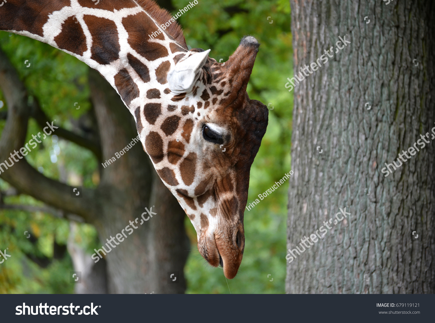 Portrait of a giraffe of mesh (Giraffa camelopardalis reticulata Linnaeus) with the hung head. Side view #679119121