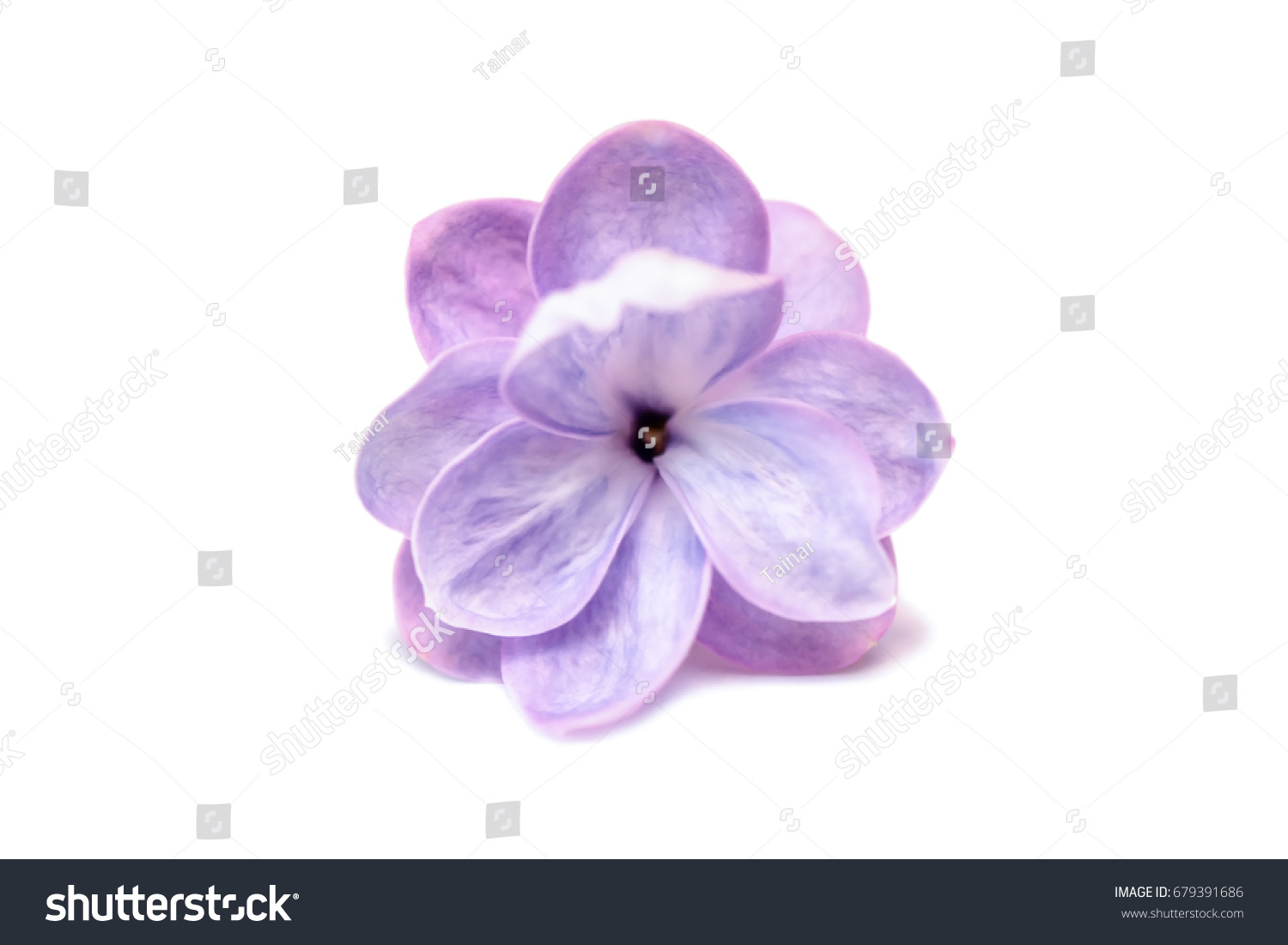 Lilac single flower isolated on a white background #679391686