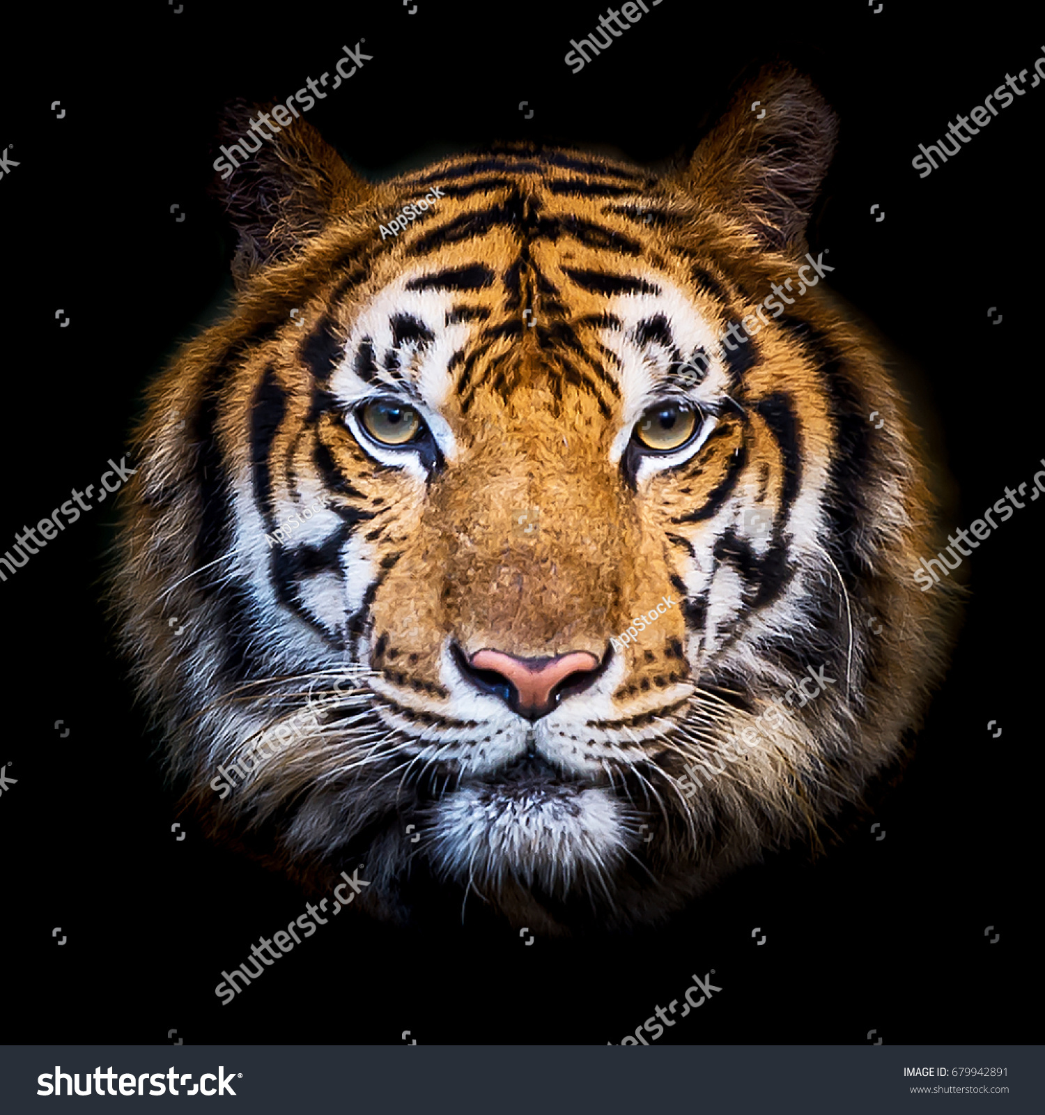 Headshot of Indochinese tiger (Panthera tigris corbetti) on black with copyspace.
 #679942891