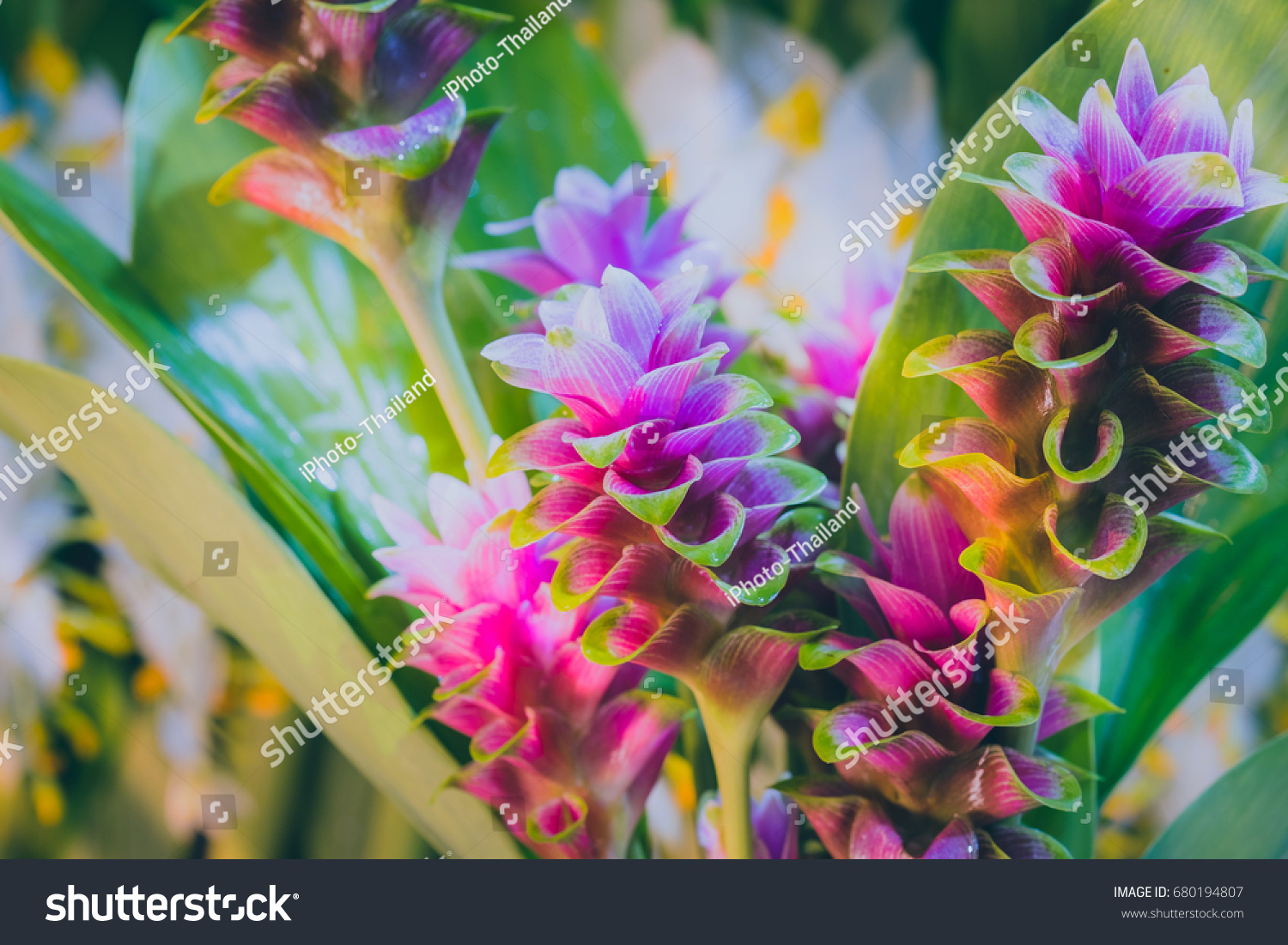 clos-up pink flower of Pink Siam Tulip or Curcuma sessilis flower It is a flower with a beautiful pink color to blossom when it enters the rainy season in Thaialnd. #680194807