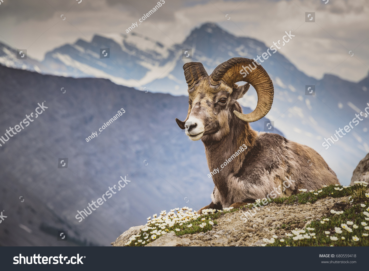 Big horn sheep sitting on mountain in Jasper, Wilcox Pass, Canada #680559418