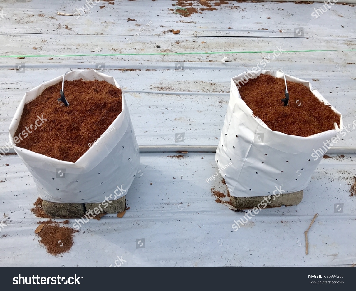 Coconut soil in bag for fertigation farm , Fertigation is related to chemigation, the injection of chemicals into an irrigation system. #680994355