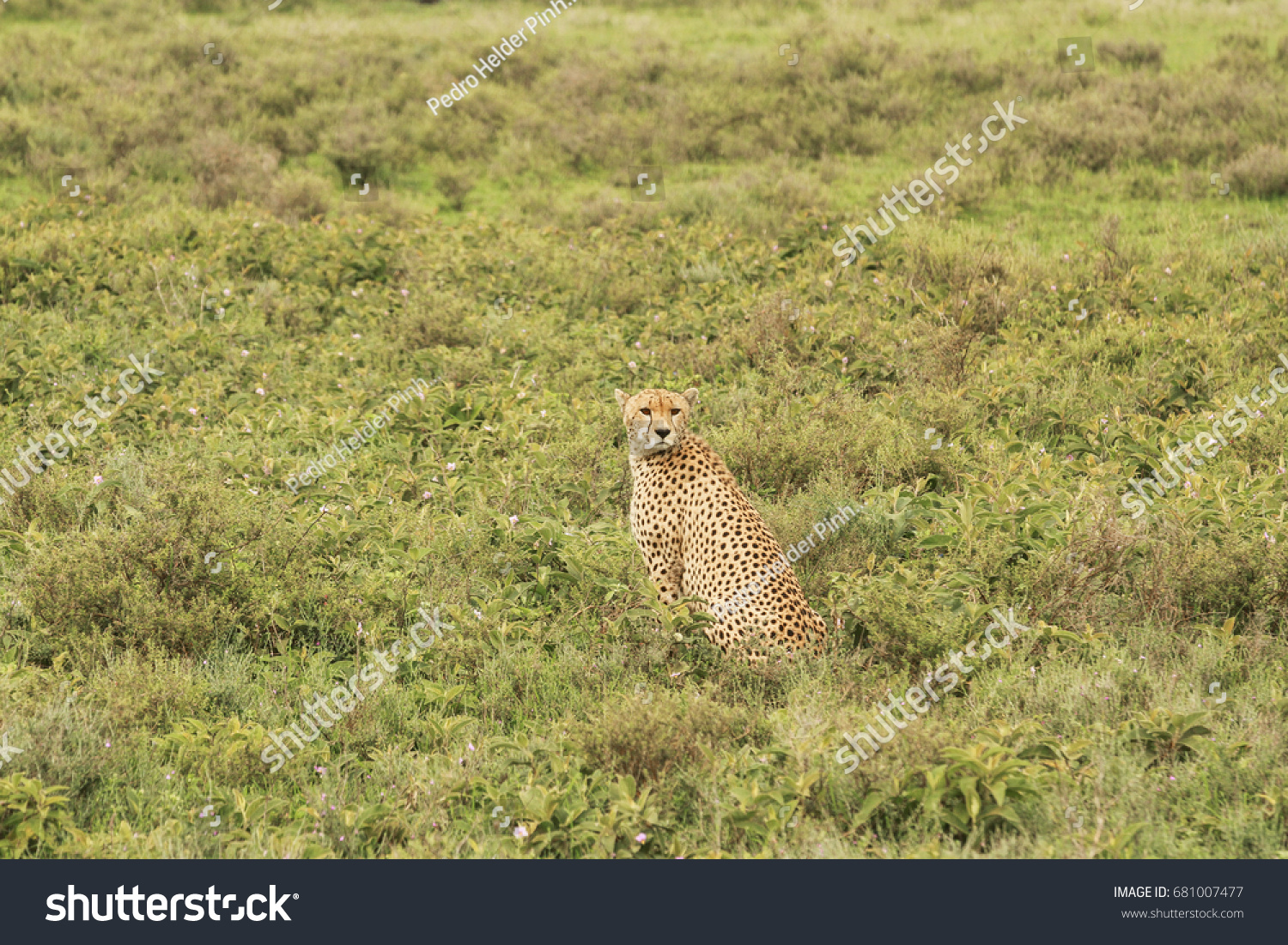 Cheetahs of Serengeti #681007477