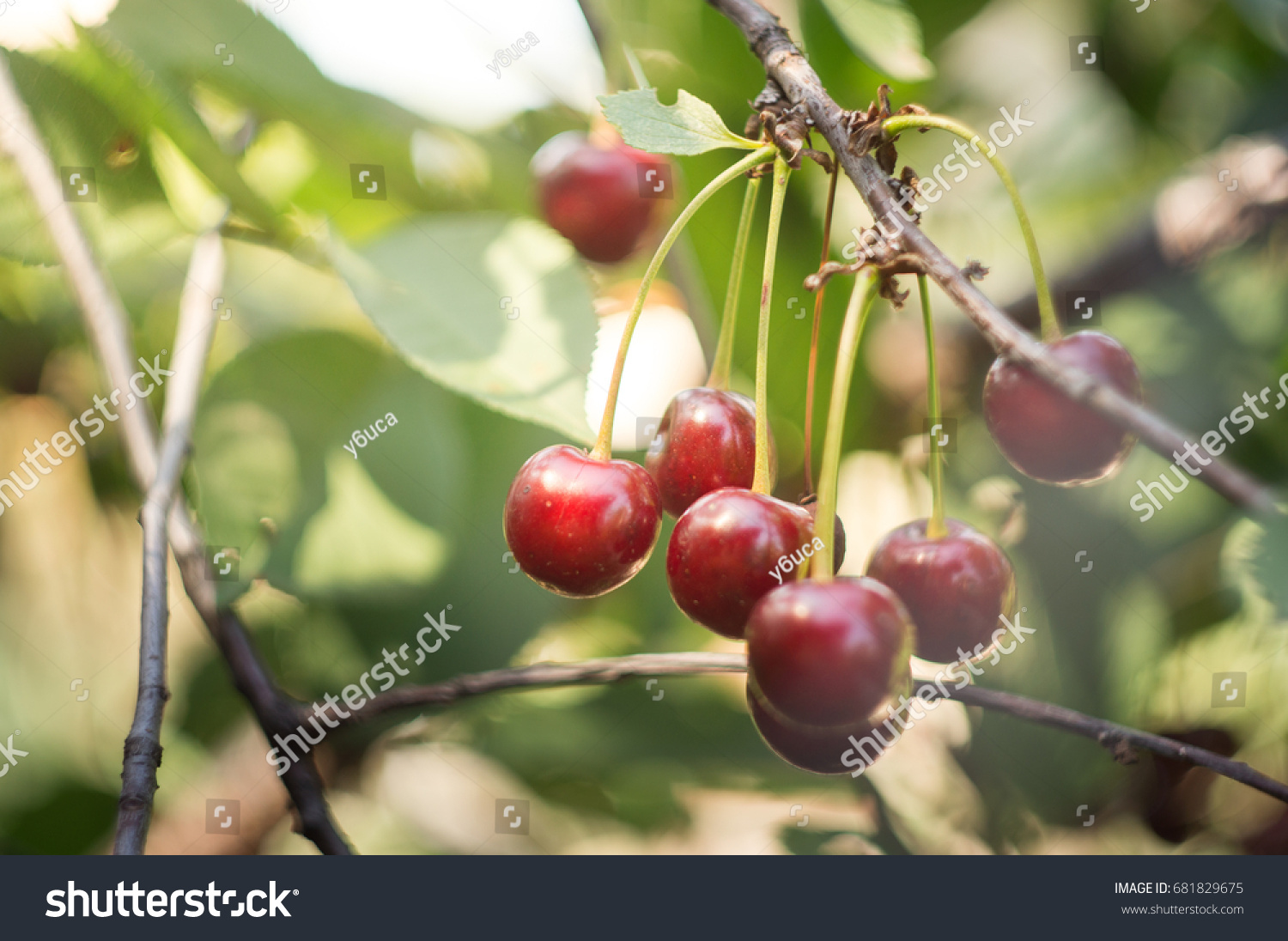 close up red cherry grow on tree in sunny summer day #681829675