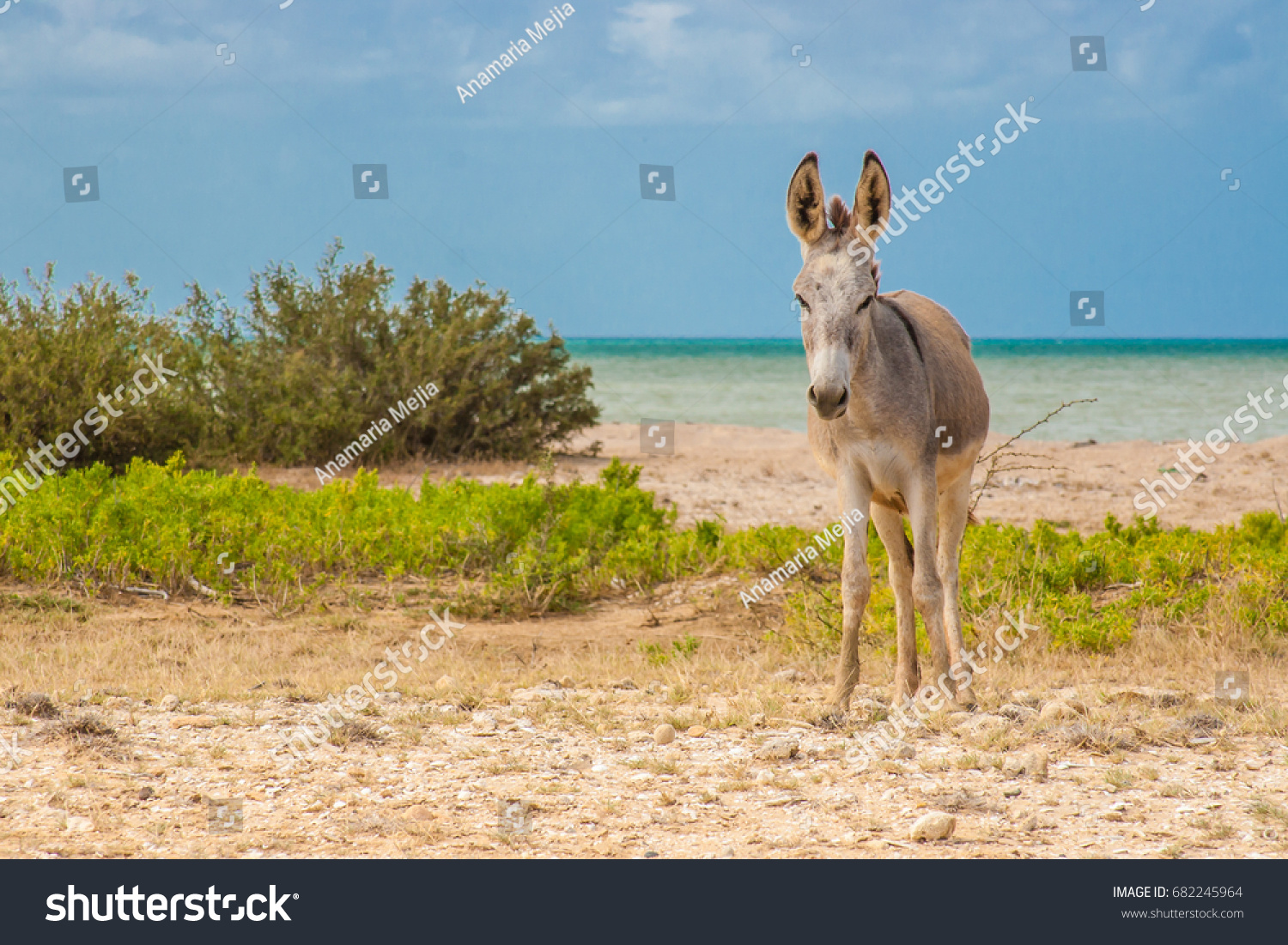 Donkey beside the beach at Cabo de la Vela #682245964