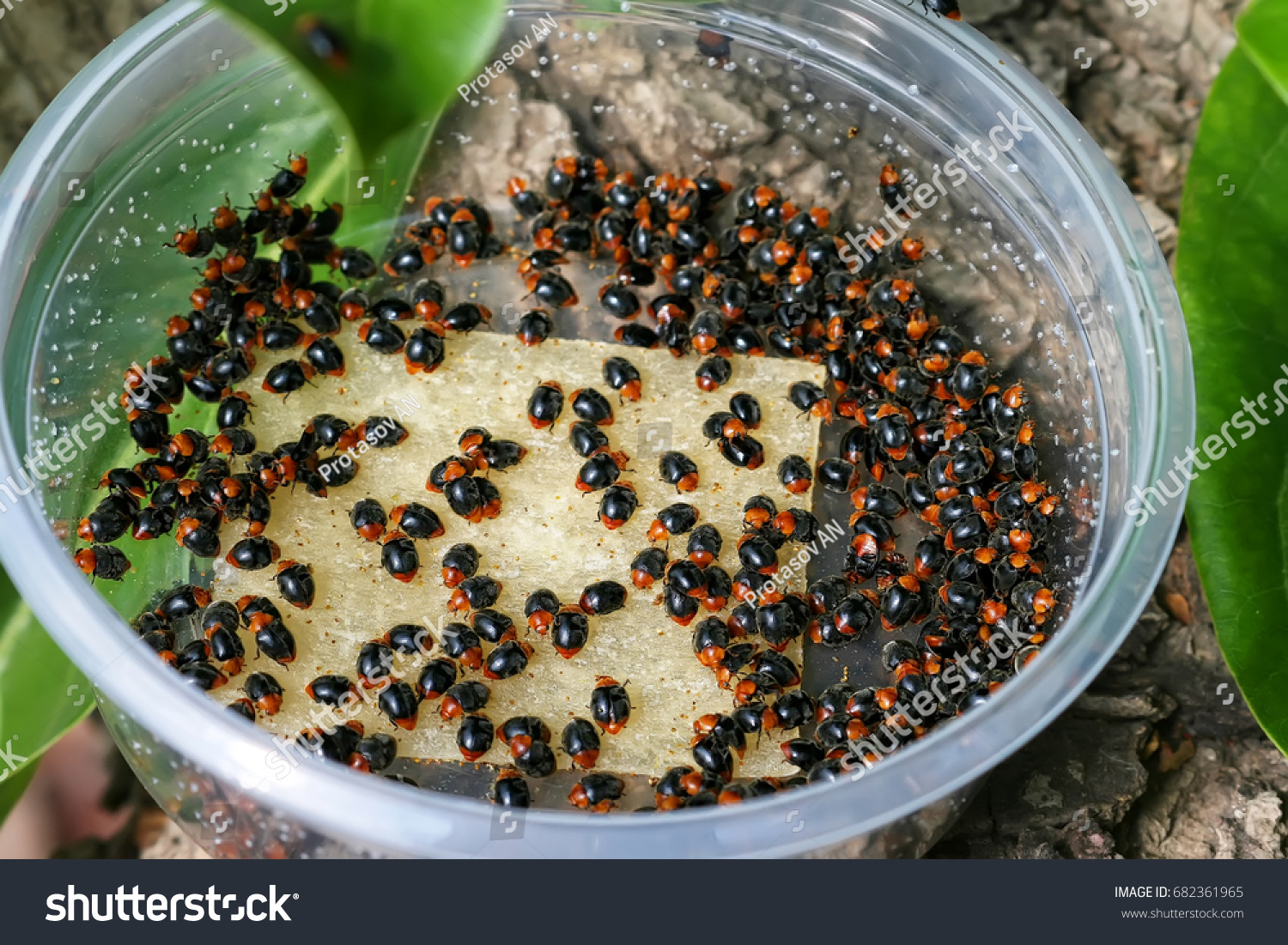 Mealybug ladybirds (Cryptolaemus montrouzieri) are natural enemies of Scale insects. Agriculture plantation. Rearing and biological control concept #682361965