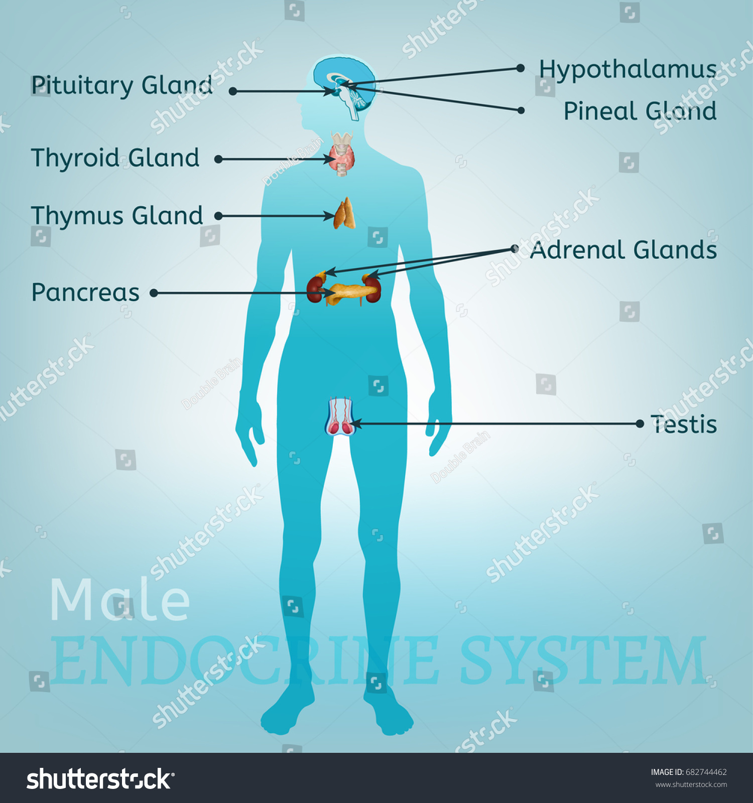 Male Endocrine System Human Anatomy Human Royalty Free Stock Vector 682744462 