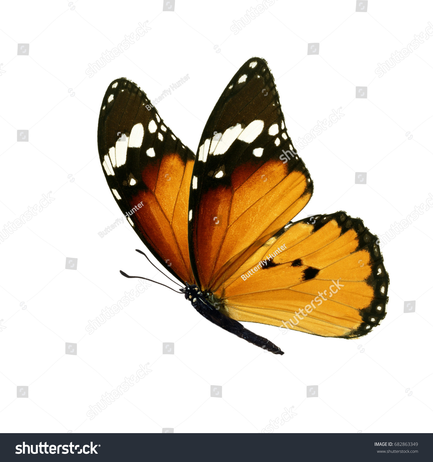 Beautiful colorful monarch butterfly isolated on white background. #682863349