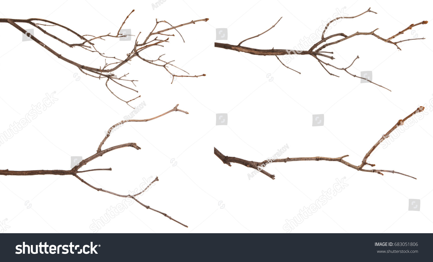 Dry lilac branches isolated on white background. Set #683051806