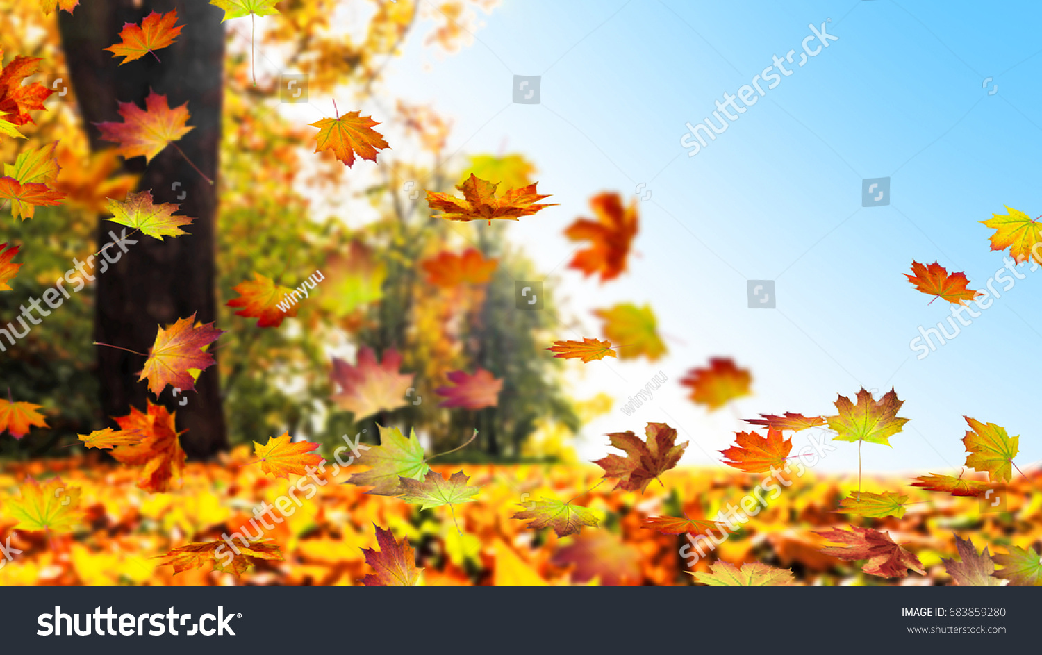 fall leaf in autumn, colorful maple leaves falling down from tree against blue sky, foliage on the ground, cheerful autumn day in an idyllic landscape, golden october concept #683859280