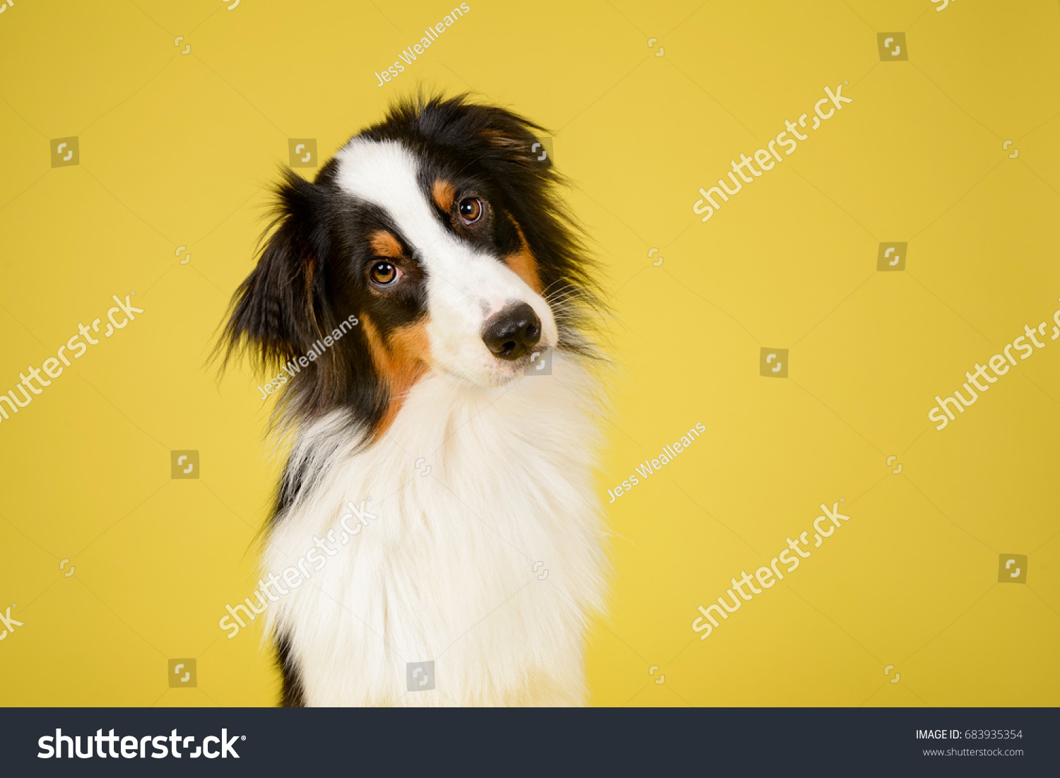 Australian Shepherd Dog in Studio on Yellow Background #683935354