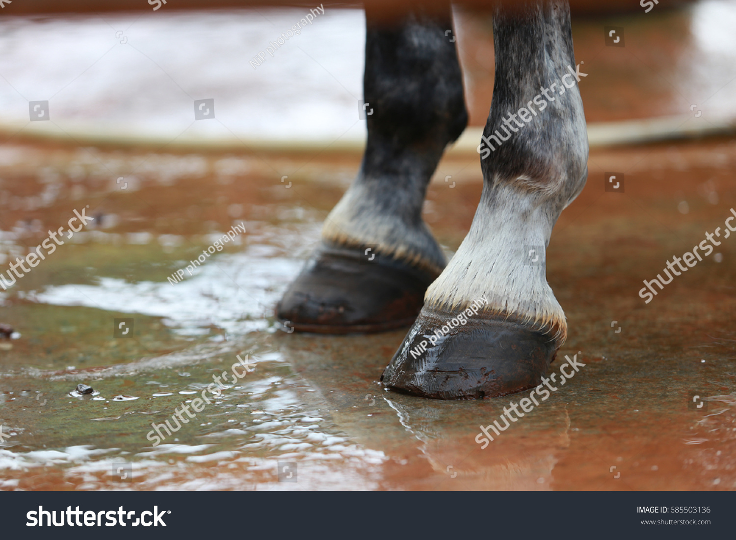 Close up of a horse's hooves. #685503136