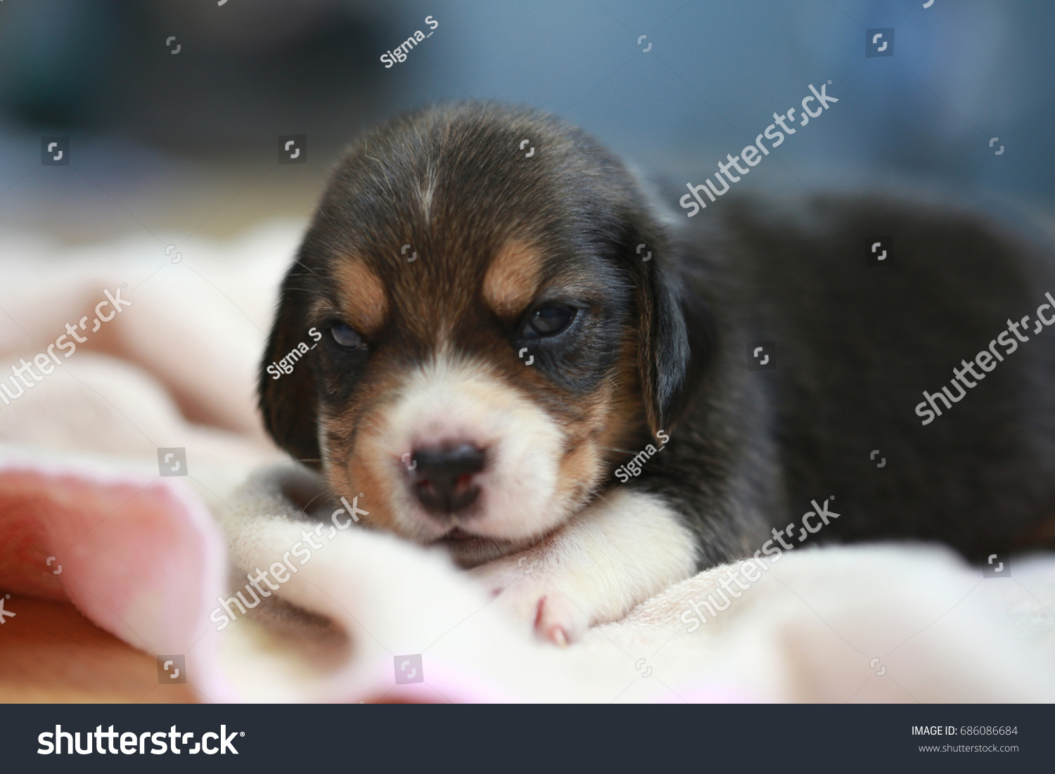 pure breed beagle Puppy is sleeping and looking in first time #686086684
