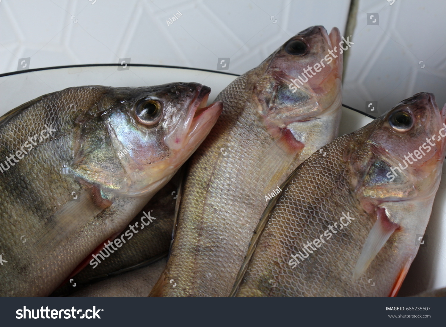 Fresh fishes #686235607