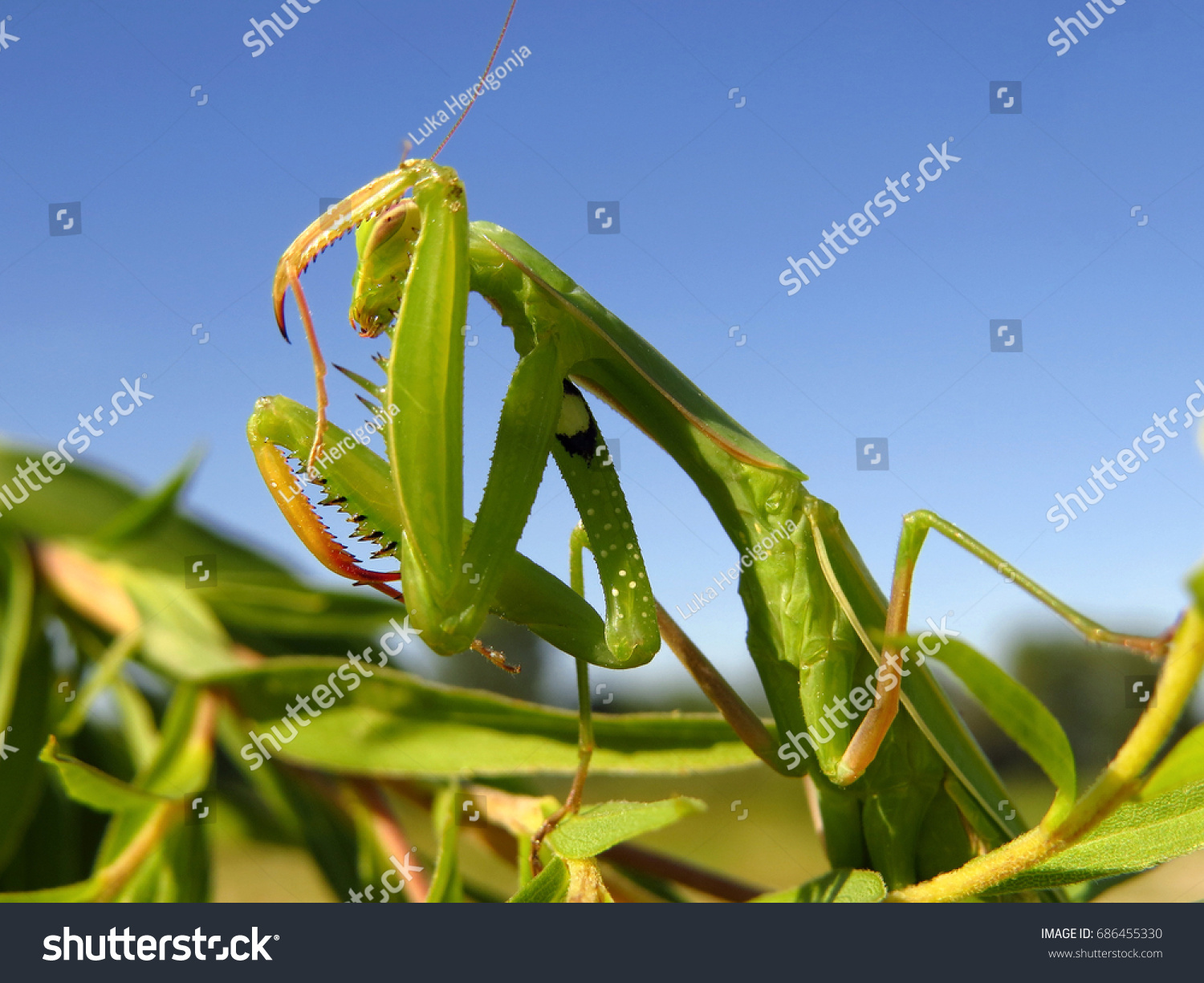 Praying mantis, European mantis (Mantis religiosa) #686455330