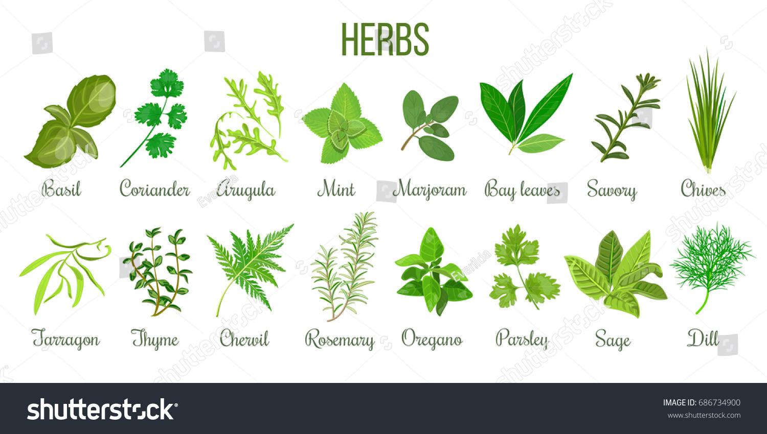 Big icon set of popular culinary herbs. realistic style. Basil, coriander, mint, rosemary, basil, sage, thyme, parsley etc. For cosmetics, store, health care, tag label, food design