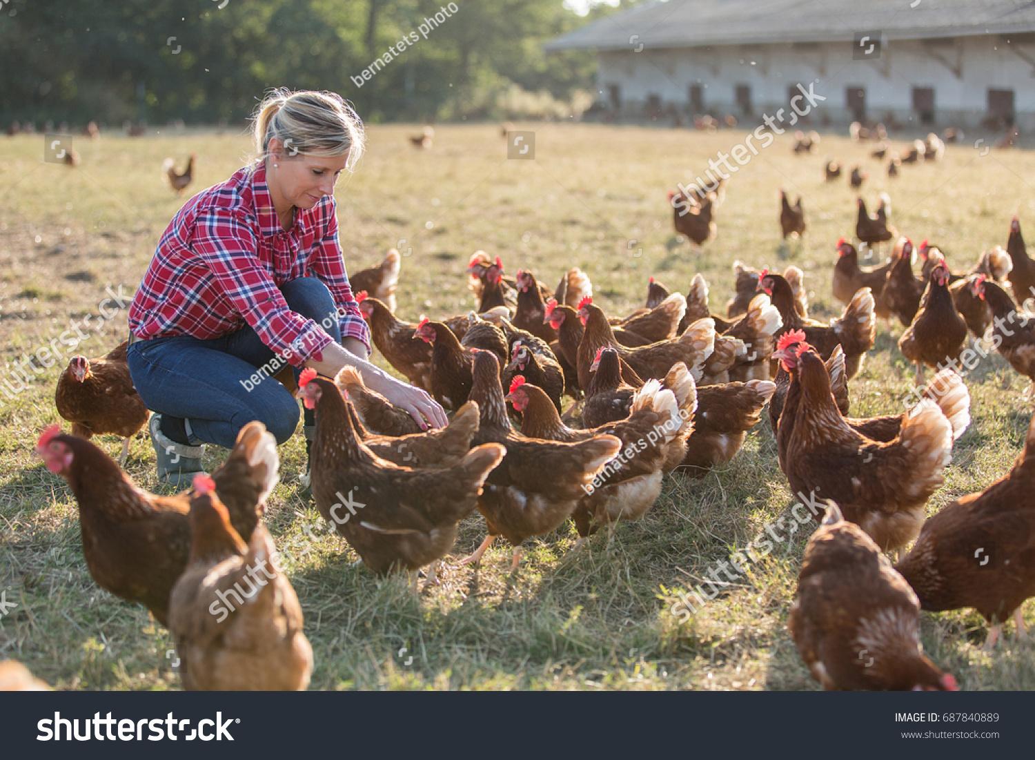 female farmer looking for eggs #687840889