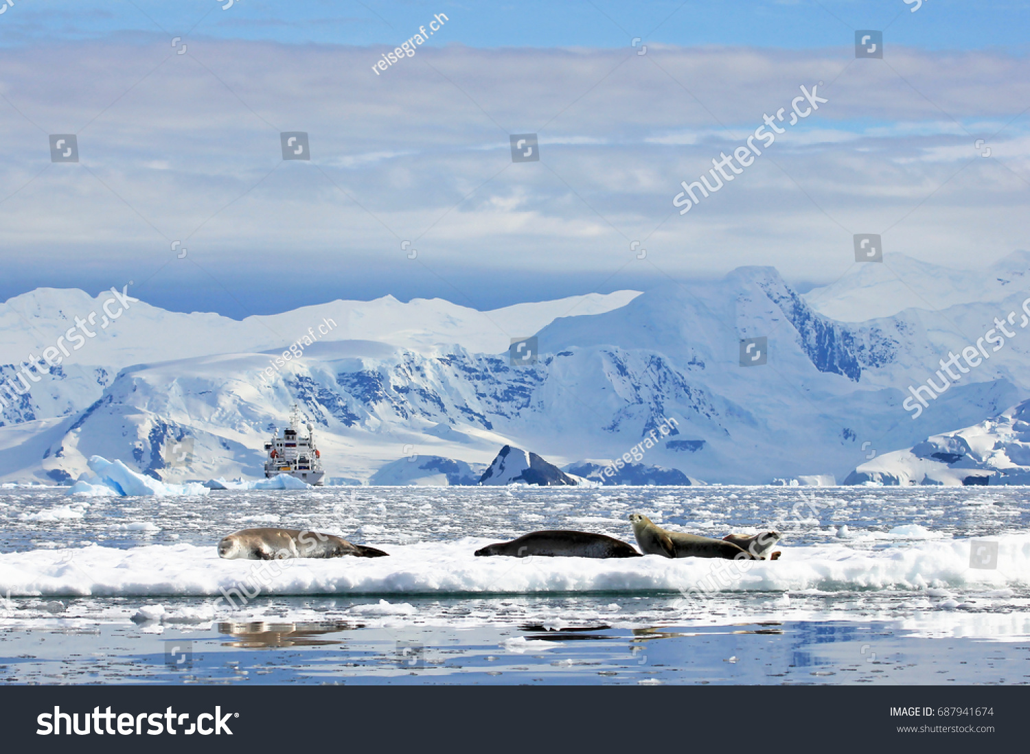 Crabeater seals on ice floe, Antarctic Peninsula, Antarctica #687941674