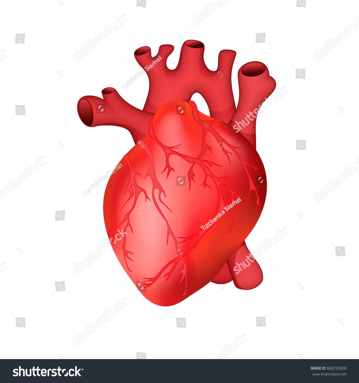 Anatomically accurate human heart. Vector - Royalty Free Stock Vector ...