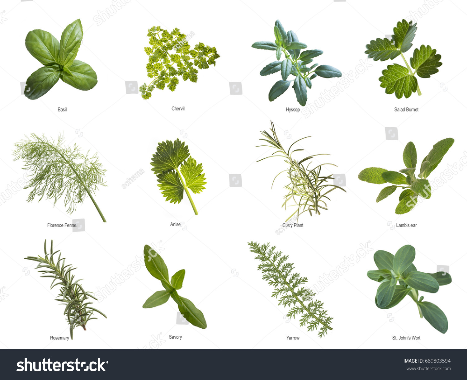 Herb leaves close up #689803594