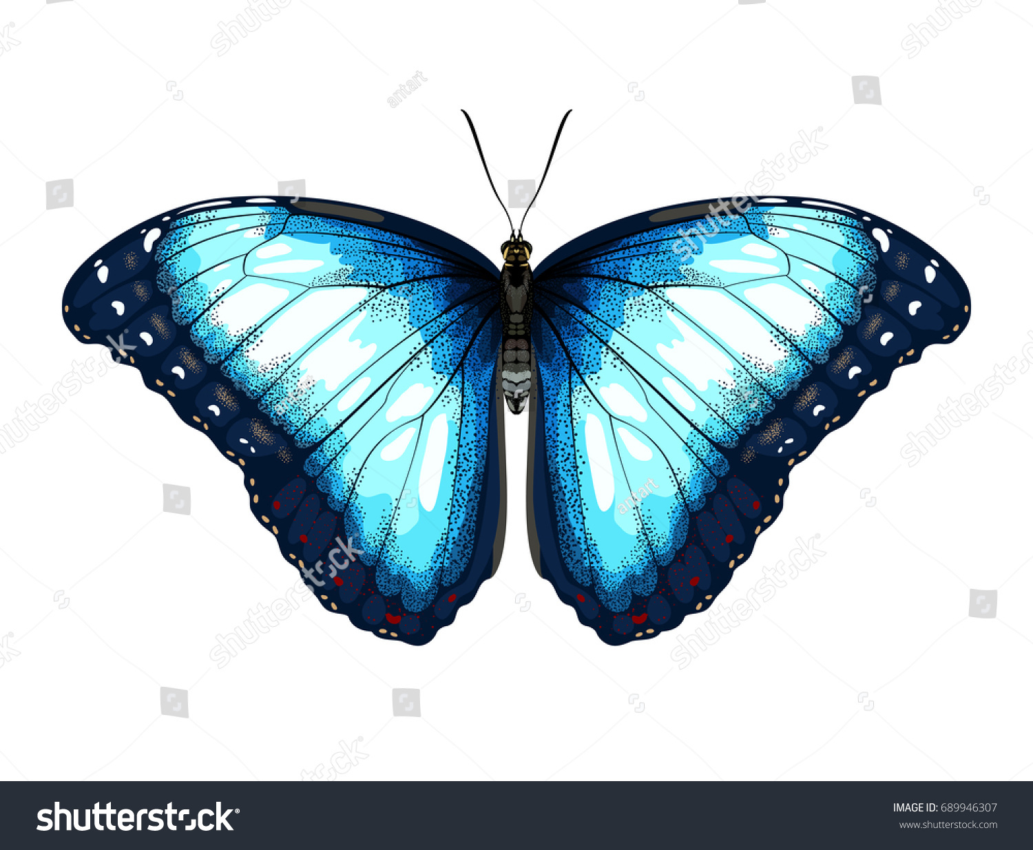 Single Blue Butterfly Morpho On A White   Royalty Free Stock Vector