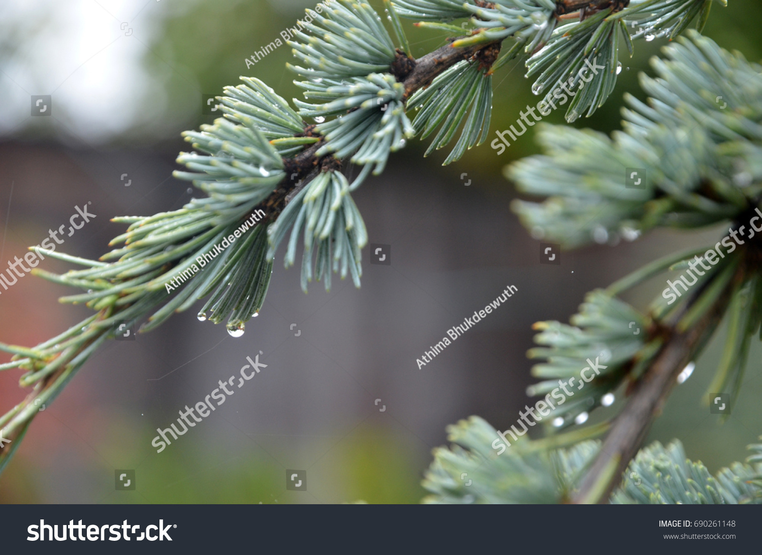 White fir with water drop after rain, close up shot, USA #690261148