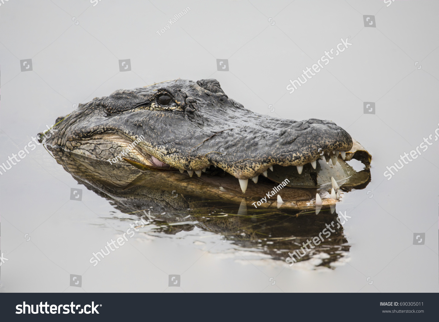 American Alligator - Alligator mississippiensis #690305011
