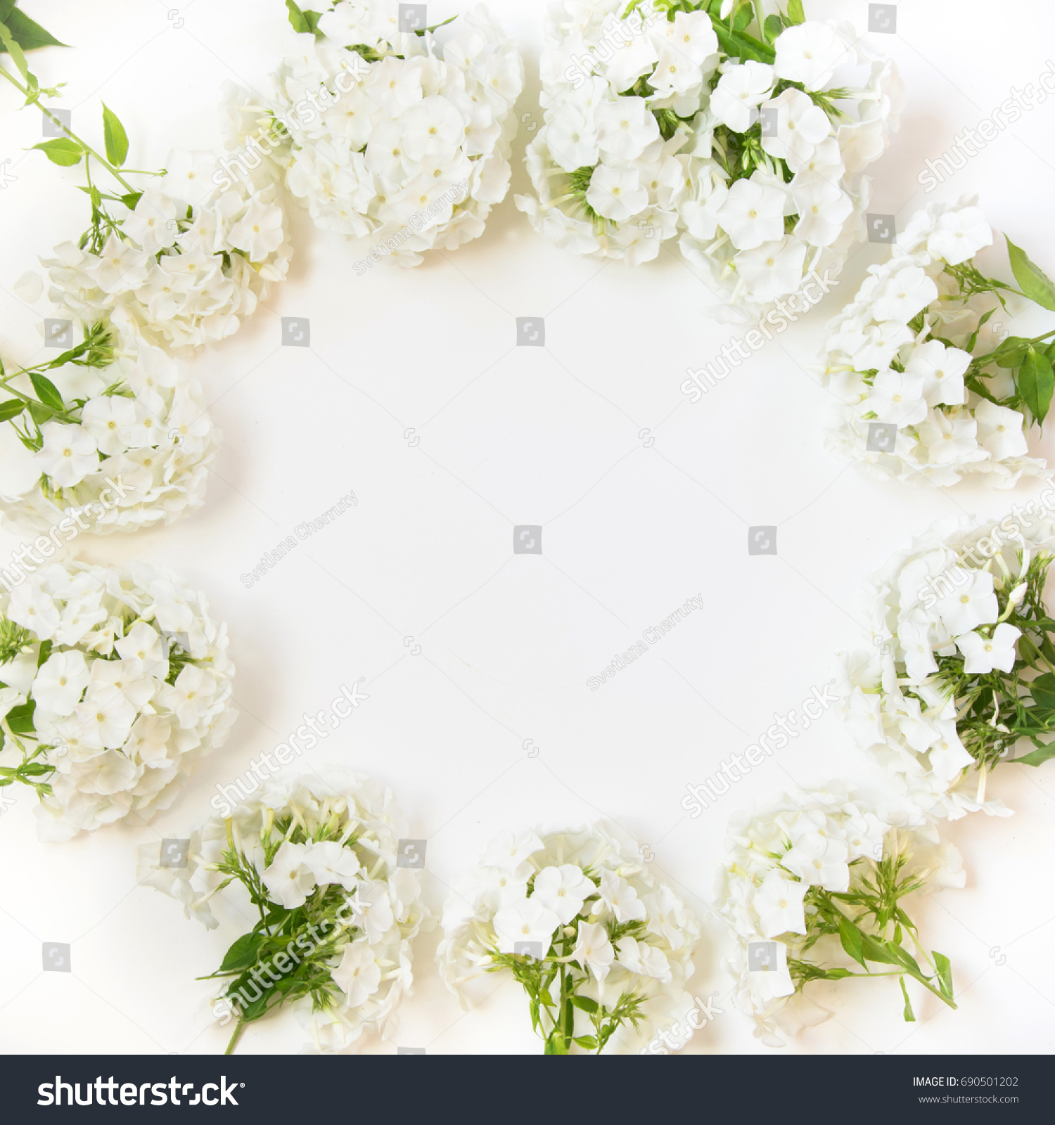 Creative flat lay, white flower phlox around on white with copy space. View from above. Floral pattern. #690501202
