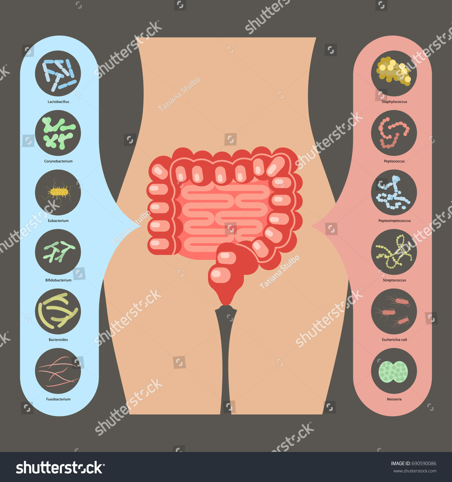 Intestinal Flora Set Of Good And Bad Enteric Royalty Free Stock Vector 690590086