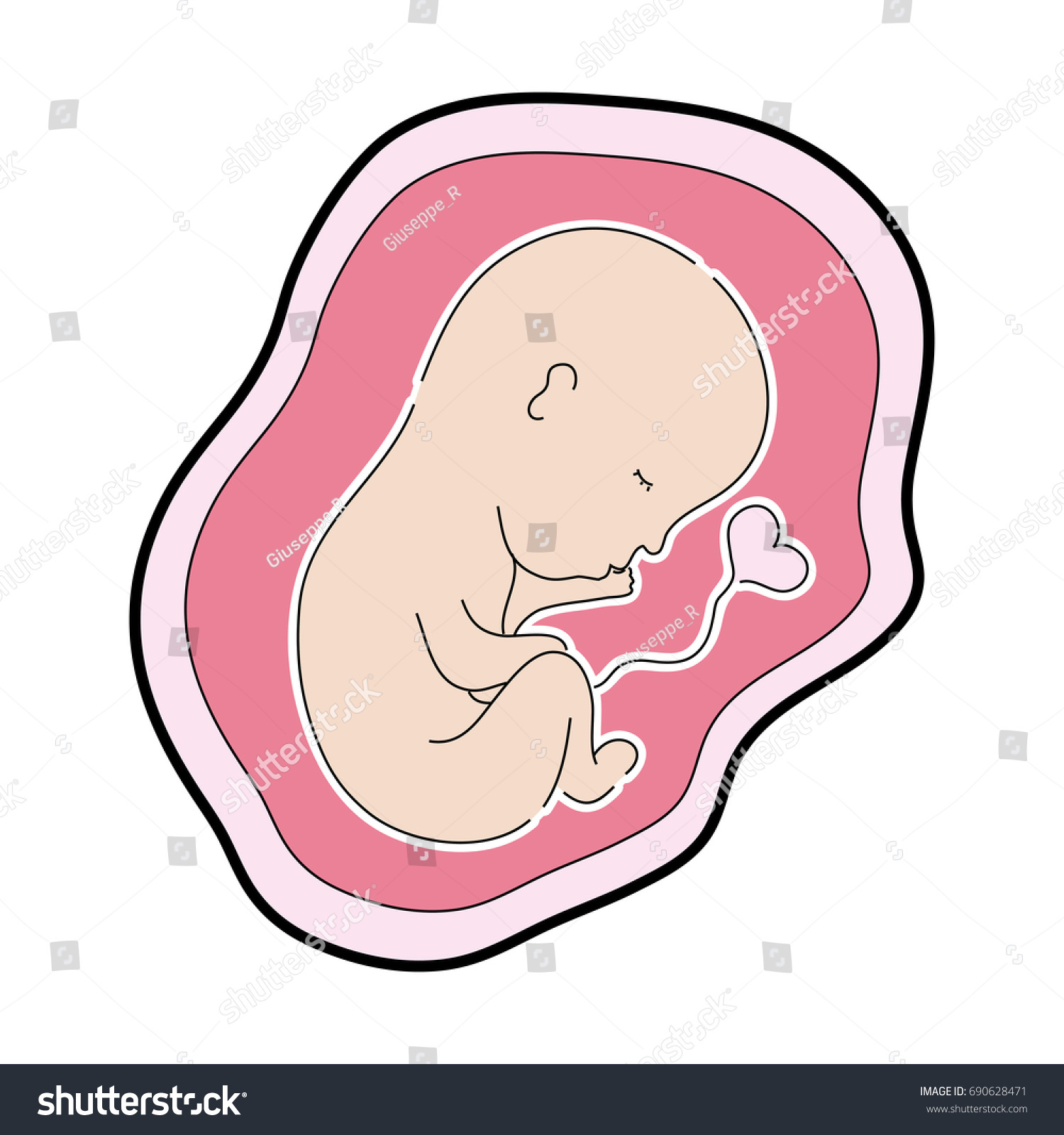 baby with umbilical cord inside uterus - Royalty Free Stock Vector ...