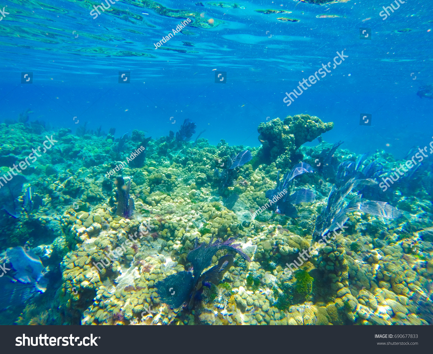 Key West Snorkelling in the Florida Keys Marine Sanctuary #690677833
