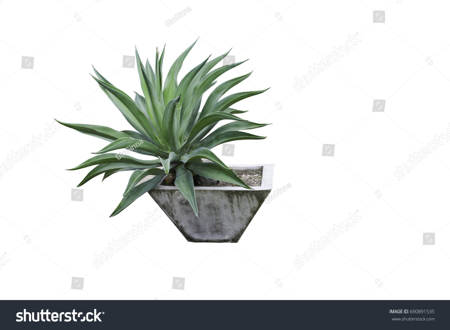 Plant a potted plant isolated on white with clipping path  #690891535