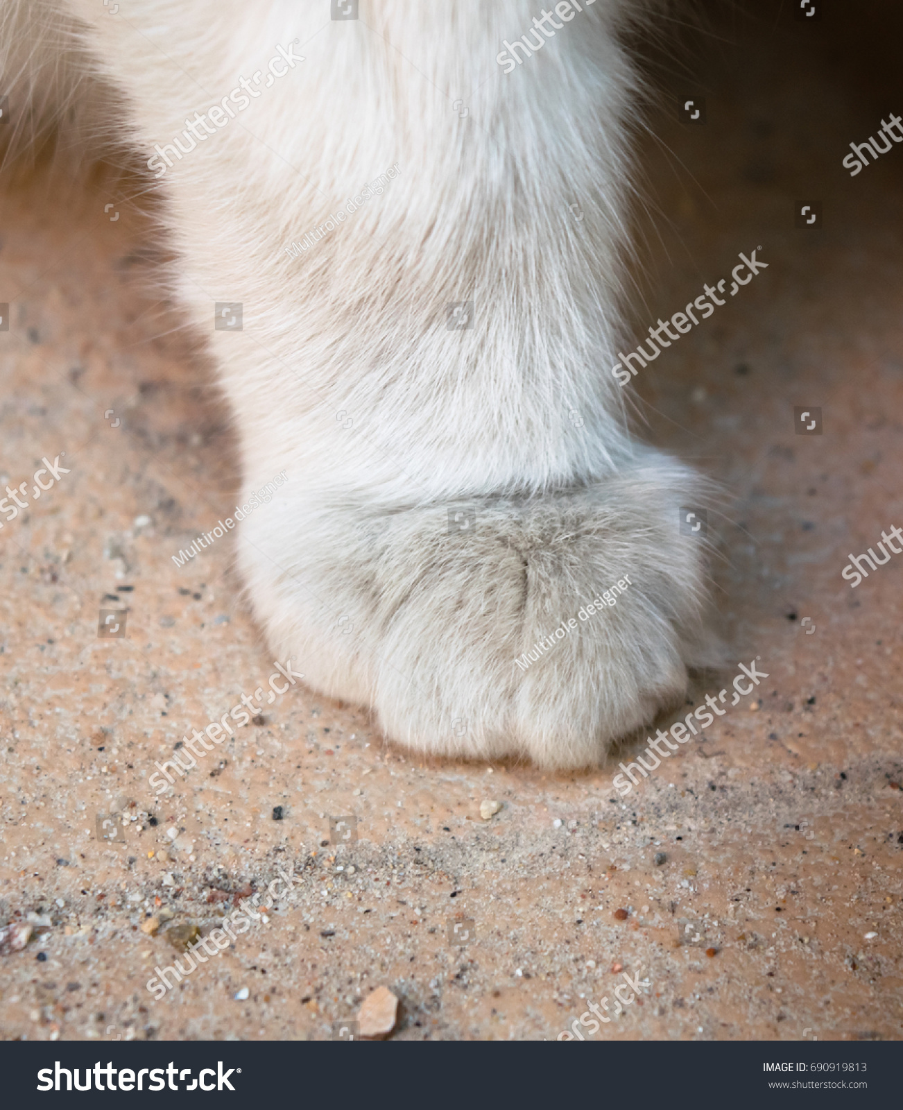 White cat foot #690919813