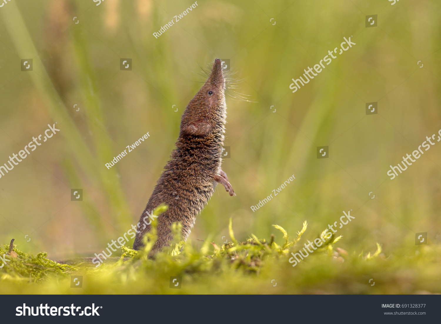 Eurasian pygmy shrew (Sorex minutus) sniffing and looking up in natural environment #691328377
