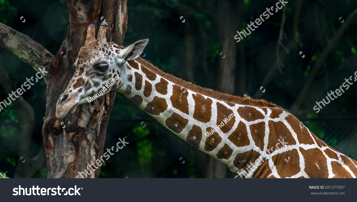Giraffe, Closeup of Giraffe.
The giraffe is a genus of African even-toed ungulate mammals, the tallest living terrestrial animals and the largest ruminants.  #691377007
