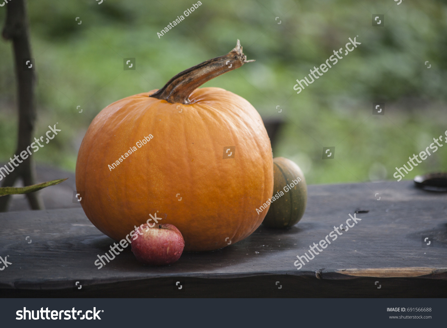pumpkin still life #691566688