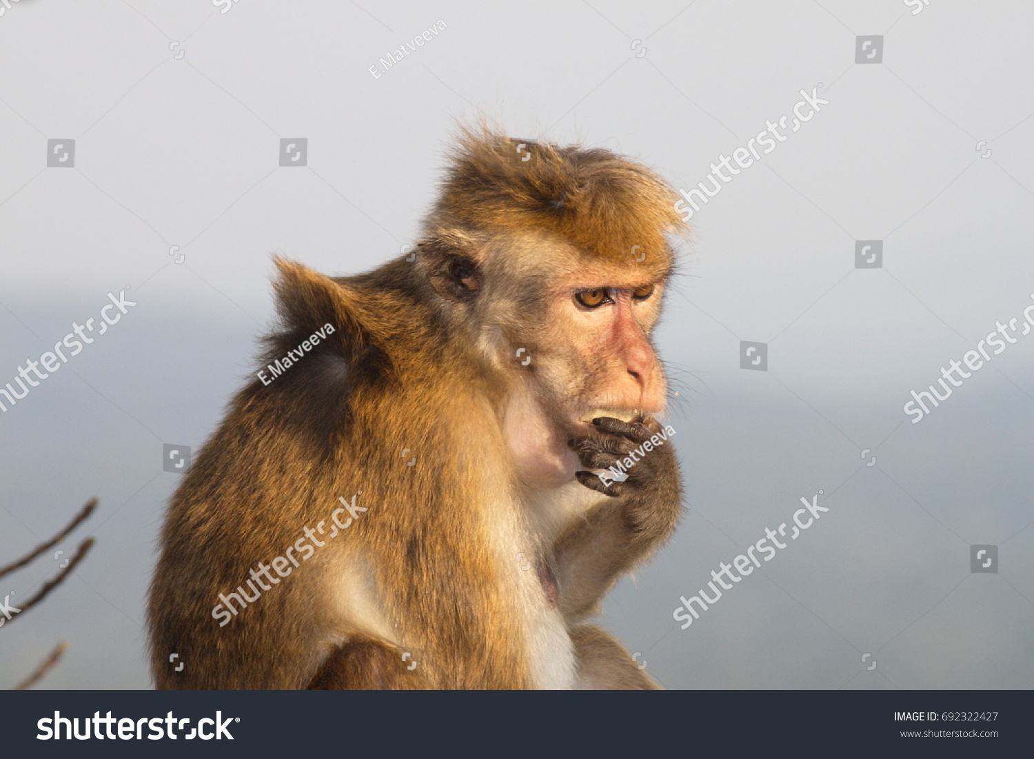 Thinking monkey #692322427
