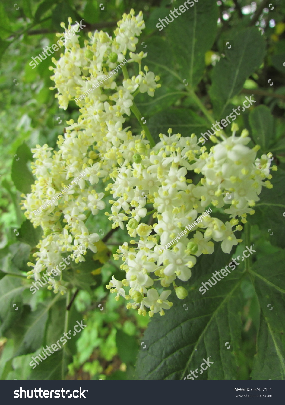 flowers of elder, Sambucus nigra, #692457151