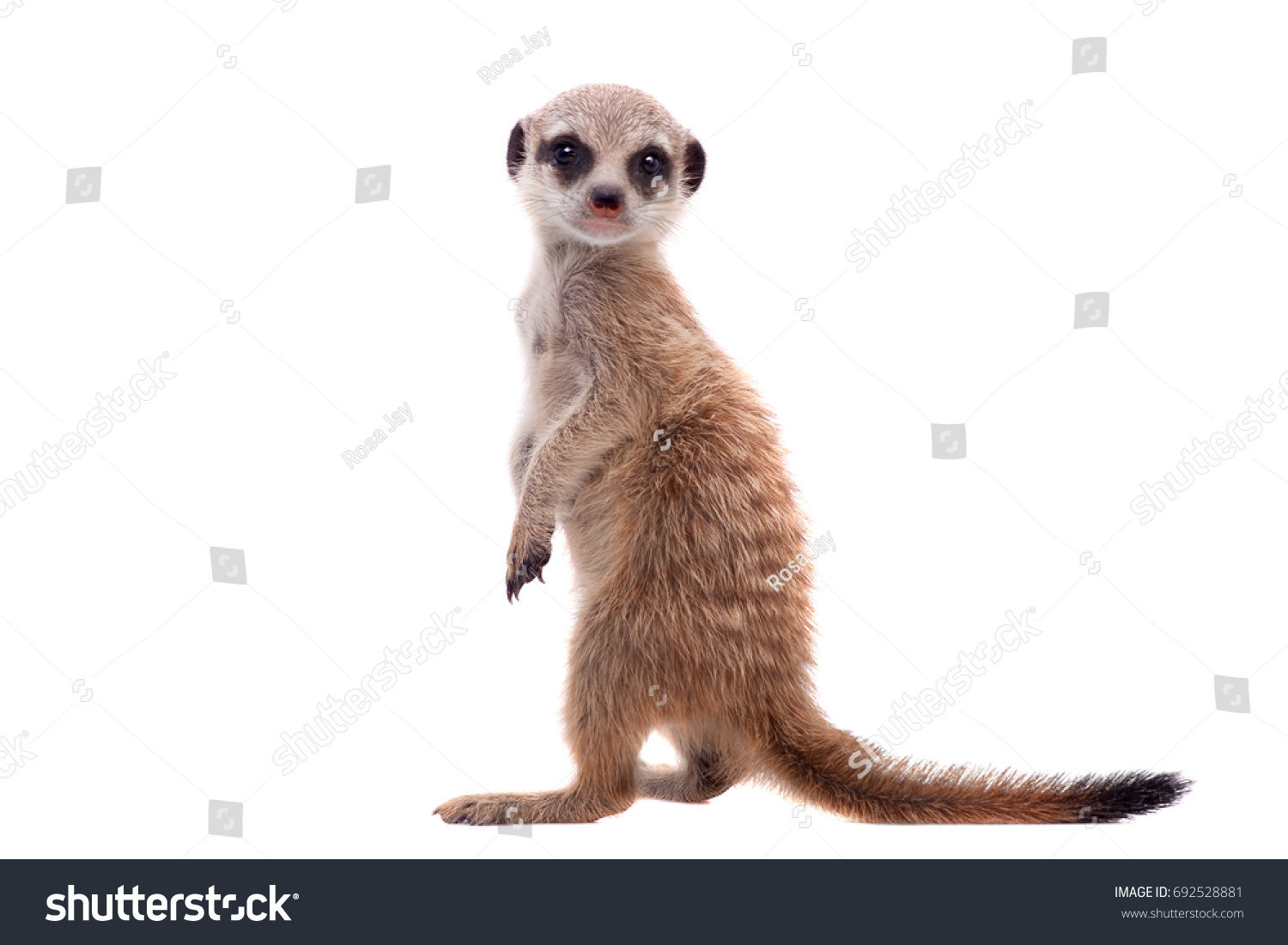 The meerkat or suricate cub, 2 month old, on white #692528881