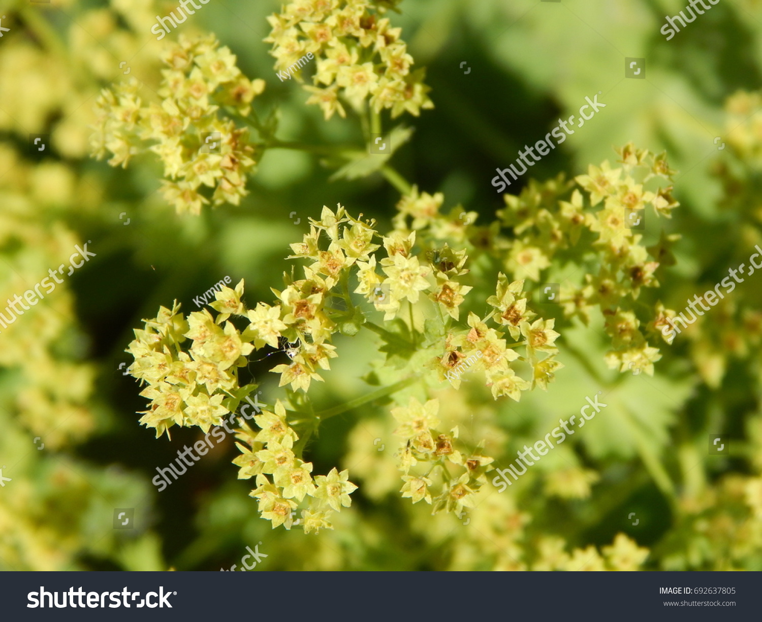 Lady's Mantle Flowers
Alchemilla Mollis #692637805