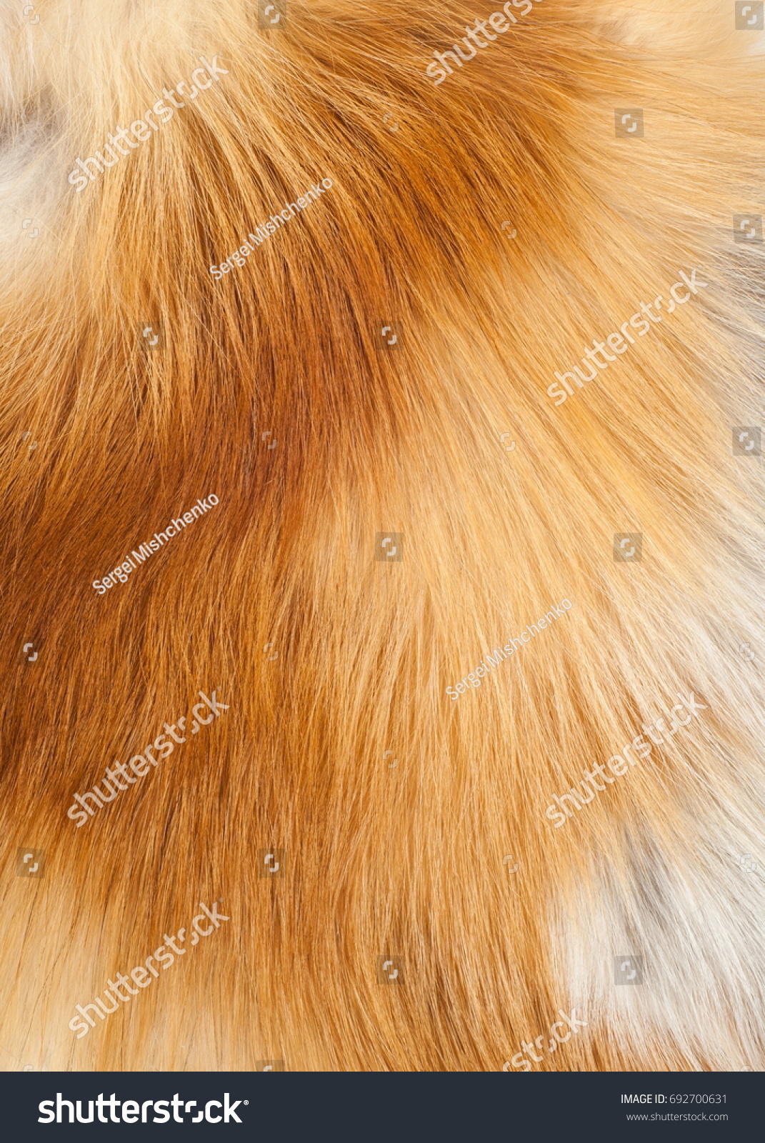 Textures red fox fur. Red fox shaggy fur texture cloth abstract, furry rusty texture plain surface, rough pelt background in horizontal orientation, nobody. #692700631