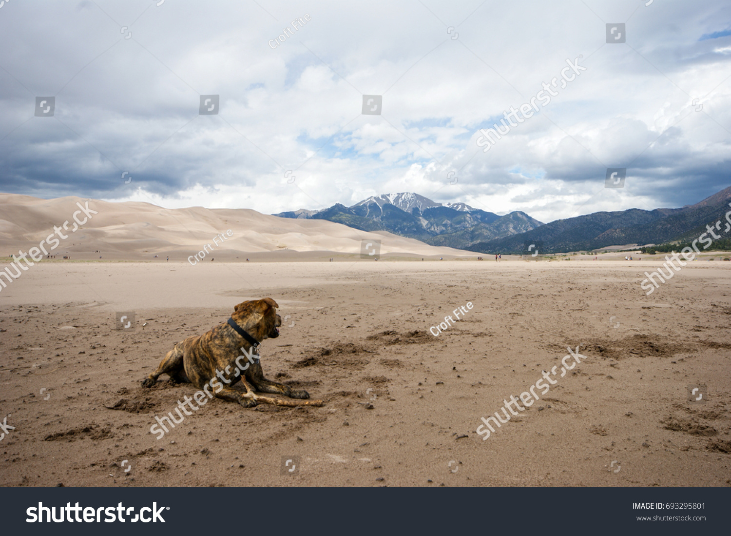 Plott hound enjoying Great Sand Dunes National Park. #693295801
