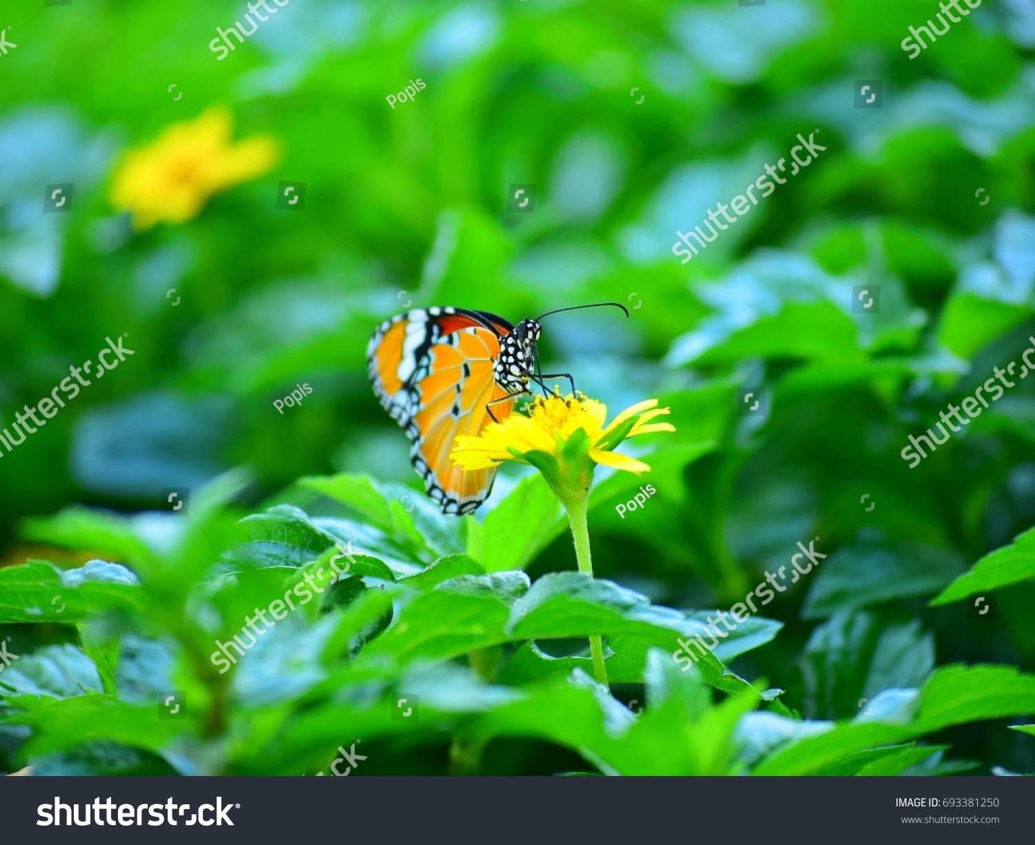 Orange butterfly on yellow flowers, background  green leaves in the park #693381250