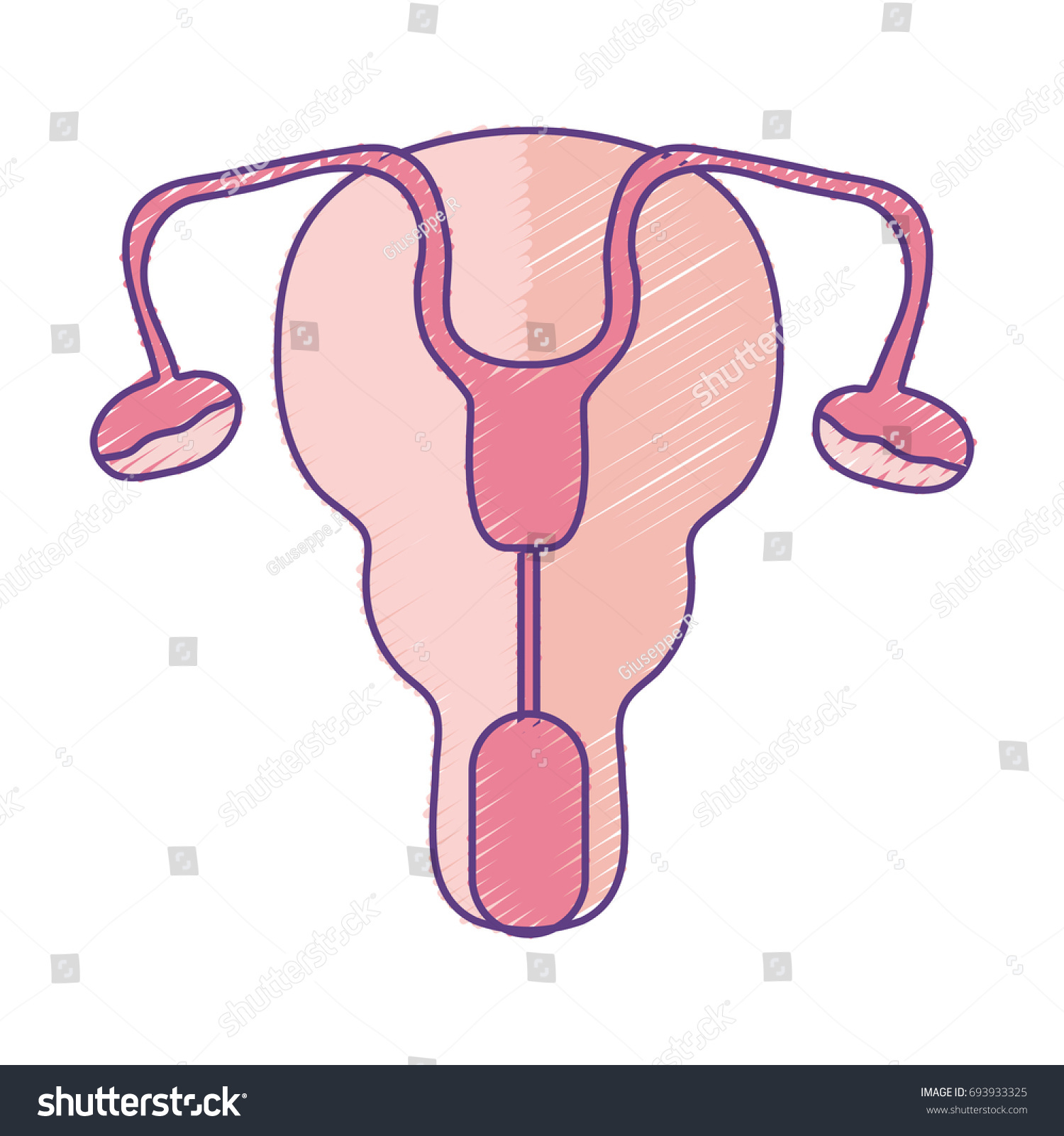 fallopian tubes and uterus women organs - Royalty Free Stock Vector ...