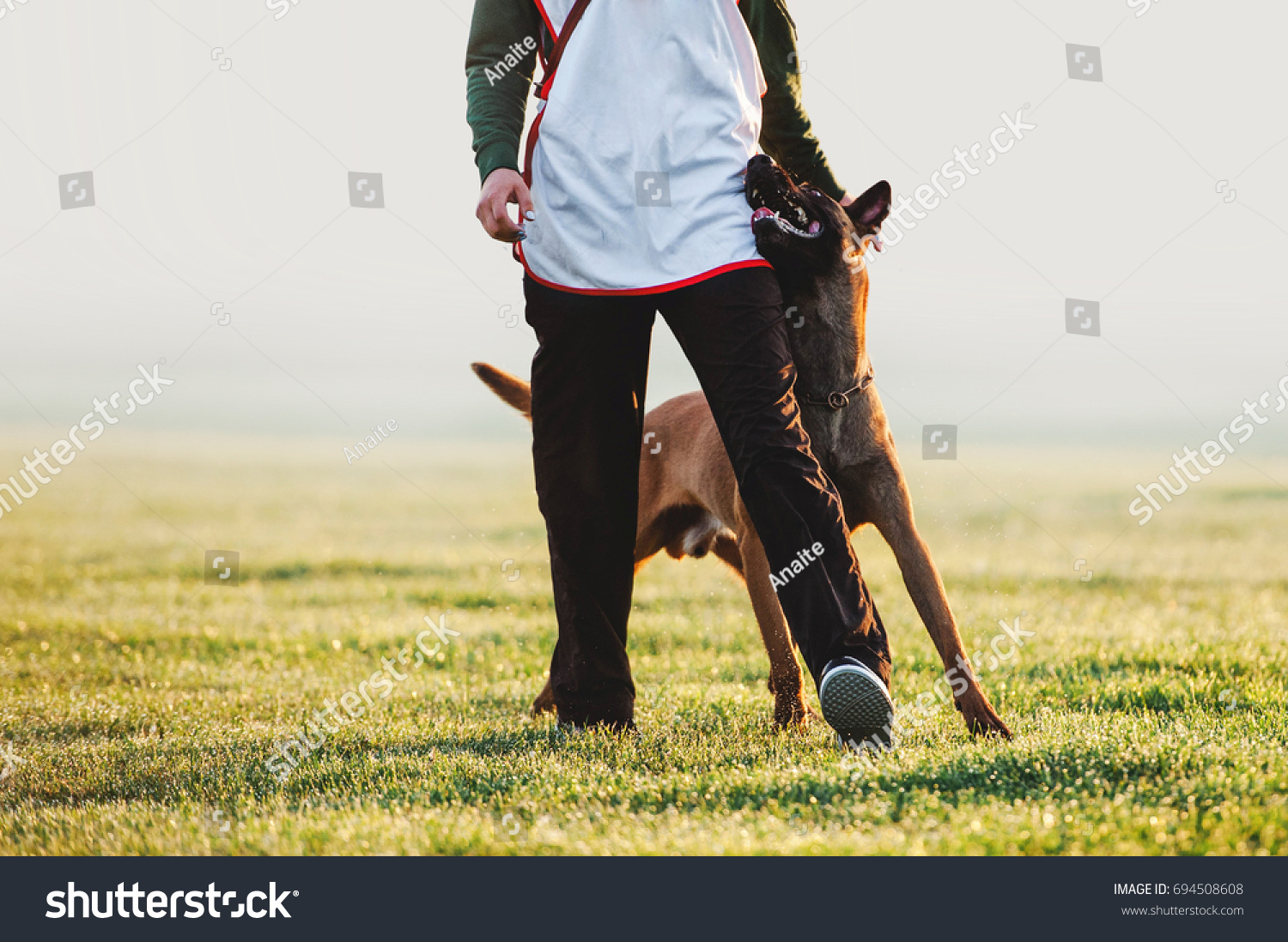 Beloved dog breed Belgian shepherd dog walks next to man and looks in the eyes. Training with raspberry on a blurred background on the field #694508608