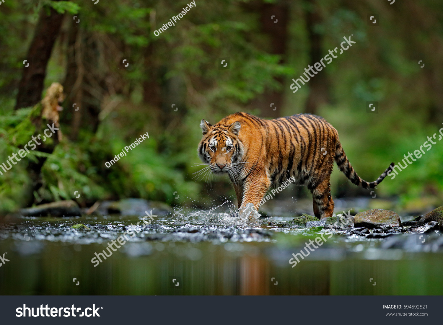 Amur tiger walking in the water. Dangerous animal, taiga, Russia. Animal in green forest stream. Grey stone, river droplet. Wild cat in nature habitat. #694592521