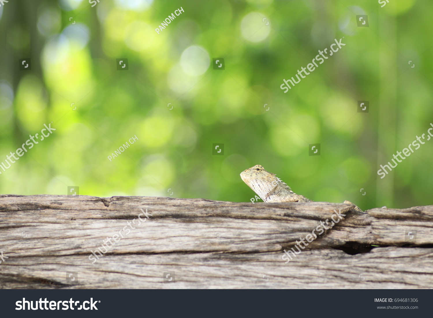 the grey chameleon on trunk and white and yellow bokeh on green background  #694681306
