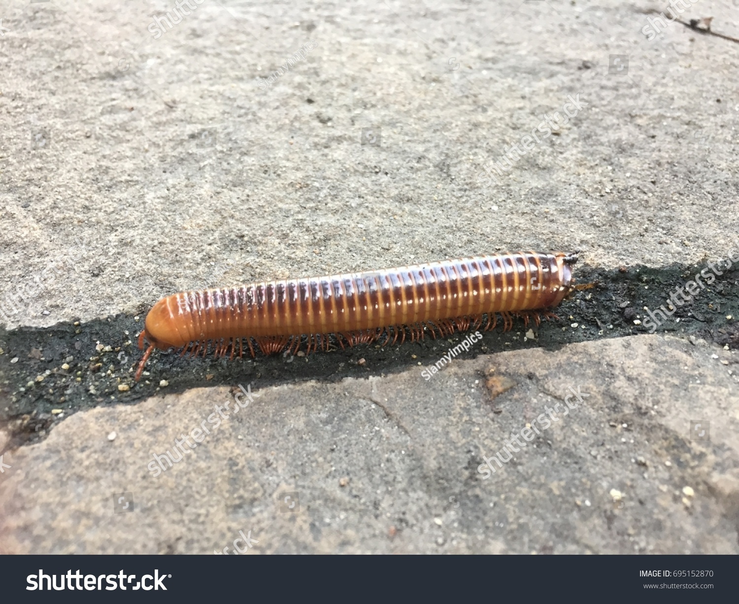 Millipedes are a group of arthropods that are characterised by having two pairs of jointed legs on most body segments; they are known scientifically as the class Diplopoda. #695152870