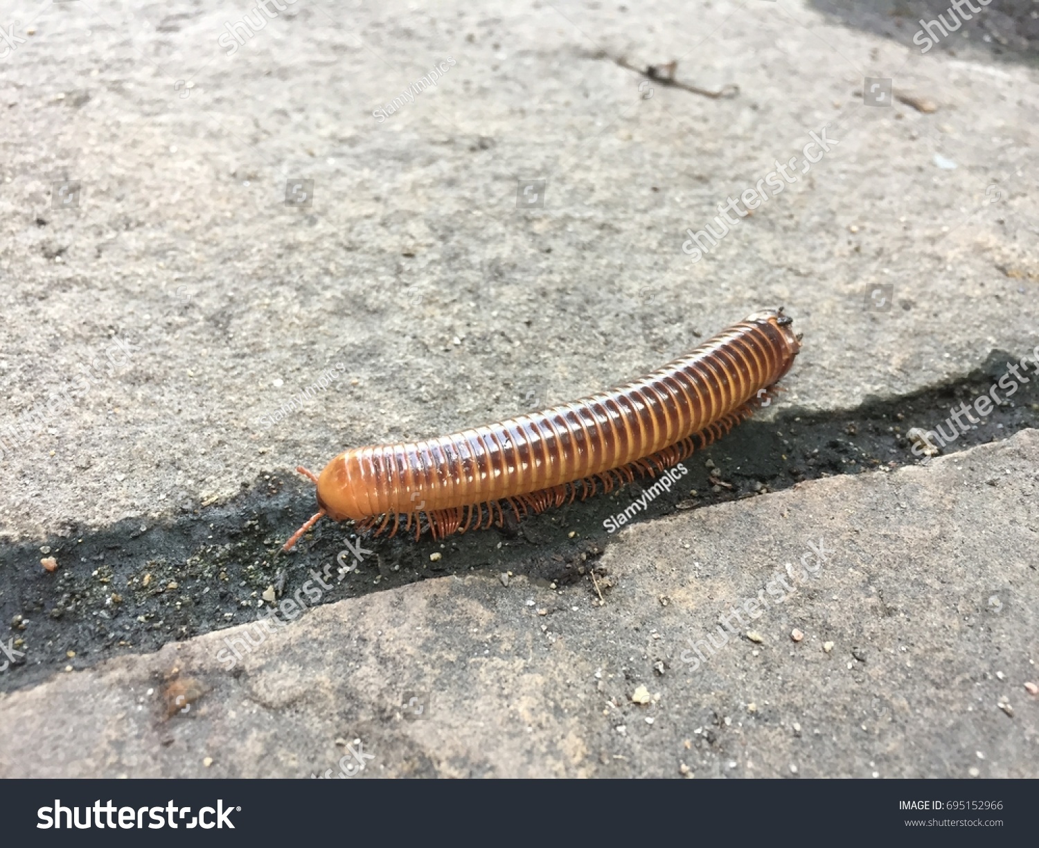 Millipedes are a group of arthropods that are characterised by having two pairs of jointed legs on most body segments; they are known scientifically as the class Diplopoda. #695152966