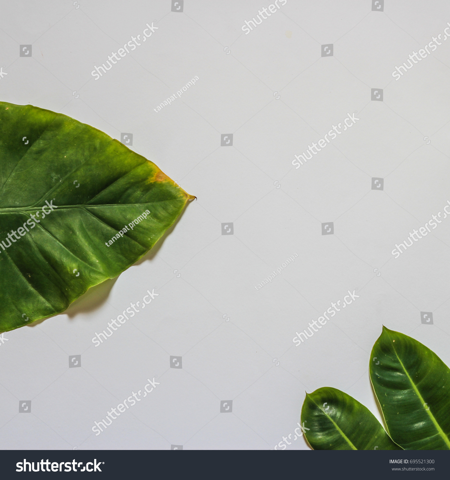 Creative nature layout made of tropical leaves and flowers. Flat lay. Summer concept. #695521300